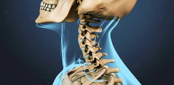 آناتومی گردن؛ مهره ها، اعصاب، عضلات و رگ ها