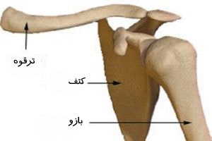 استخوان&zwnj;های کمربند شانه