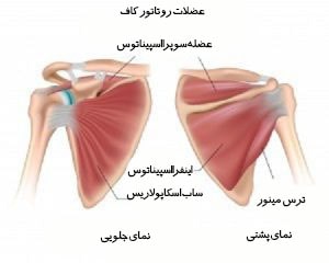آناتومی مفصل شانه