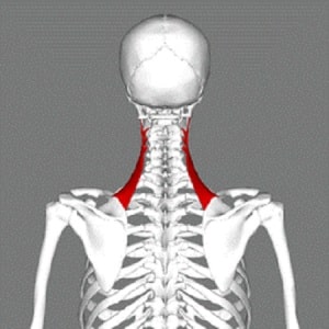 درمان شانه&zwnj;های نابرابر به علت وضعیت نادرست و اختلالات عضلانی شانه