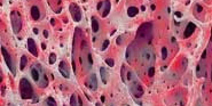 استخوان اسفنجی