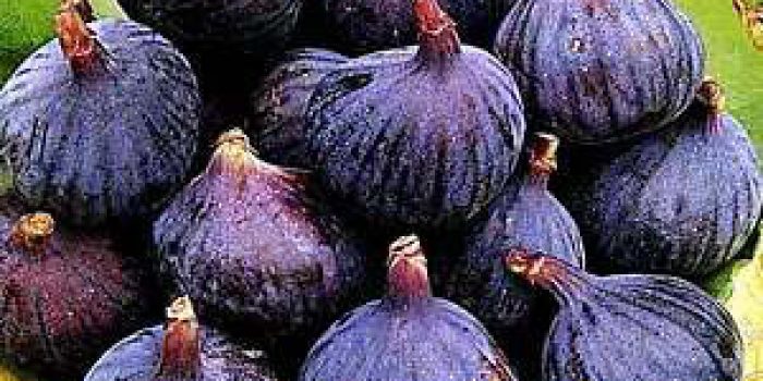 درمان درد آرتروز, درمان درد مفاصل, درمان درد آرتروز و مفاصل با مصرف انجیر