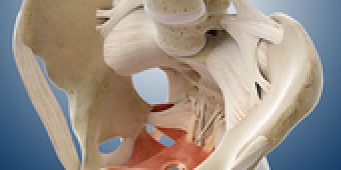 C0130799-Pelvic_floor,_artwork