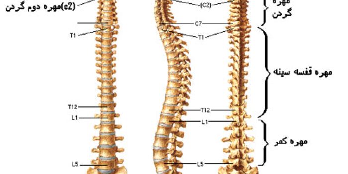 Spinal_Column1