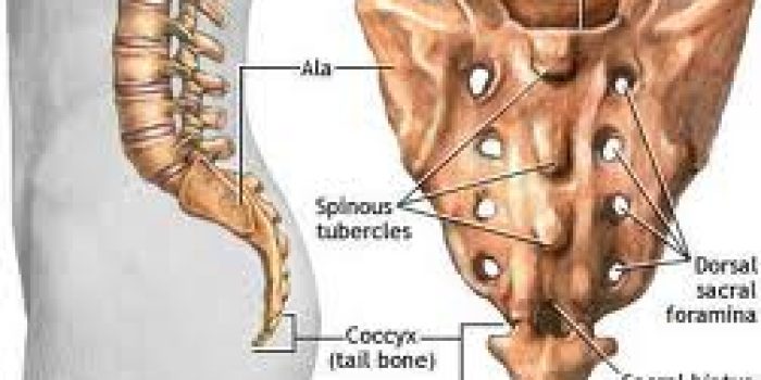 استخوان دنبالچه