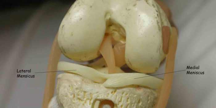 knee_meniscus_model
