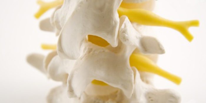 spine2