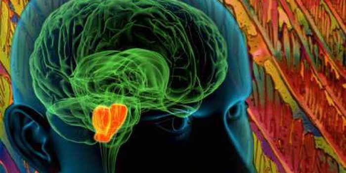 webmd_rm_photo_of_central_nervous_system