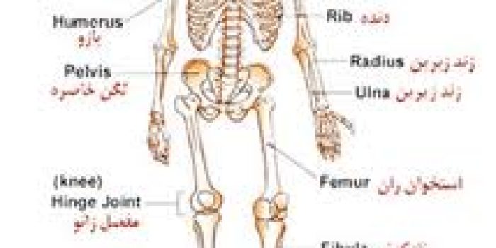 استخوان بندی