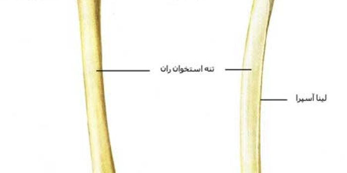 استخوان ران