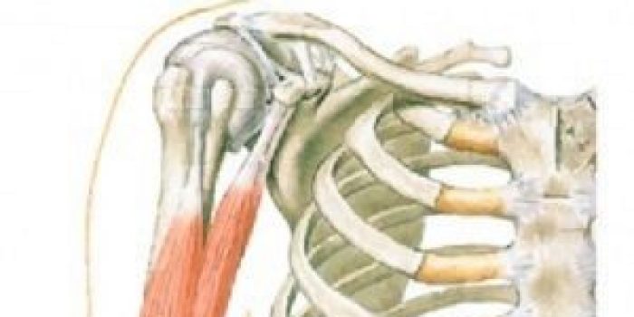 آناتومی مفصل شانه