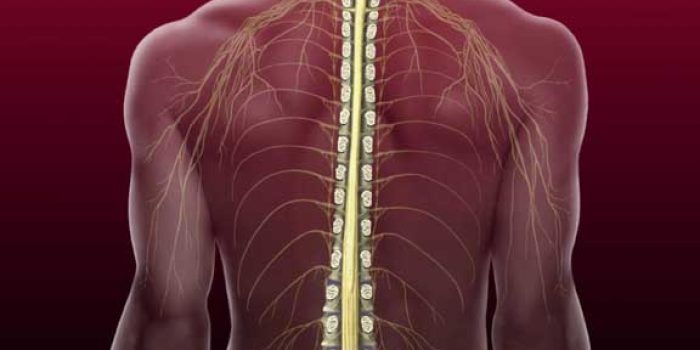 بیماری های نخاع-1