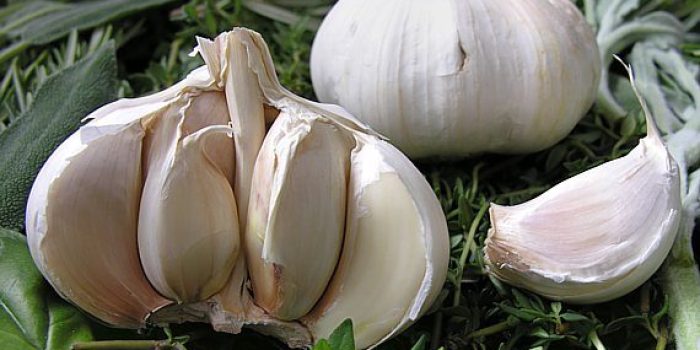 سیر